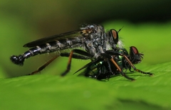 Neoitamus socius