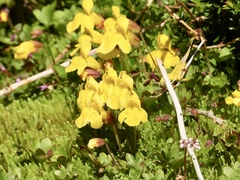 Erythranthe caespitosa
