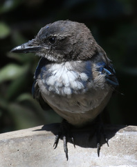 Aphelocoma californica californica