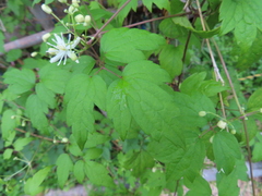 Clematis apiifolia apiifolia