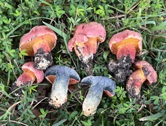 Exsudoporus floridanus
