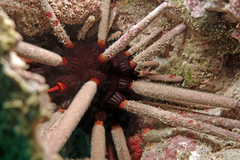 Phyllacanthus longispinus