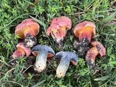 Exsudoporus floridanus