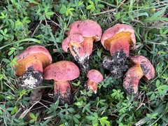 Exsudoporus floridanus