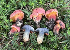 Exsudoporus floridanus