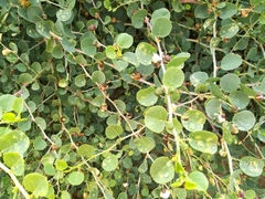 Capparis sicula