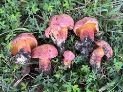 Exsudoporus floridanus