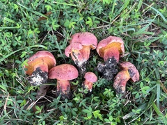Exsudoporus floridanus