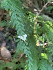 Cirrhochrista kosemponialis