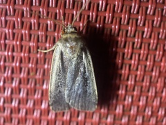 Ochropleura implecta