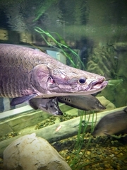 Arapaima gigas