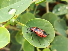 Eurydema spectabilis