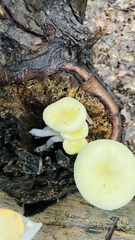 Pleurotus citrinopileatus