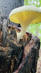 Pleurotus citrinopileatus