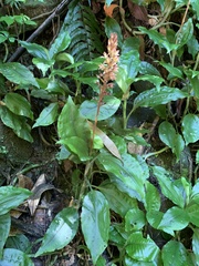 Goodyera rubicunda