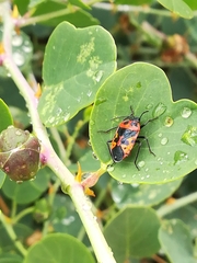 Eurydema spectabilis