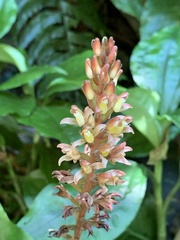 Goodyera rubicunda