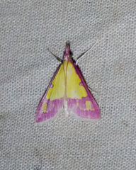 Choristostigma roseopennalis