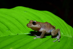 Pristimantis nyctophylax