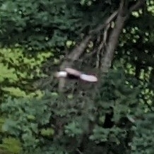 Bald Eagle photographed in West Virginia