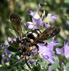 Brachymelecta interrupta