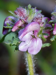 Pedicularis ornithorhynchos
