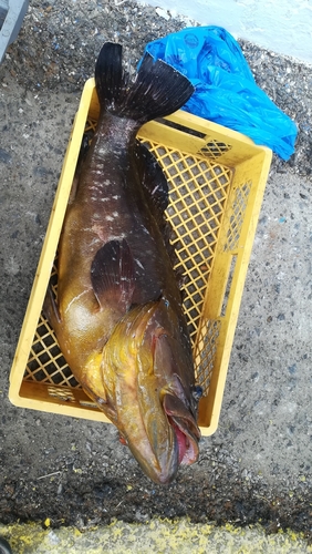 Epinephelus marginatus