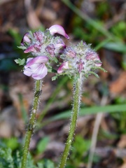Pedicularis ornithorhynchos
