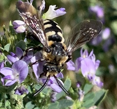 Brachymelecta interrupta