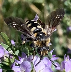 Brachymelecta interrupta