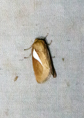 Prolimacodes trigona