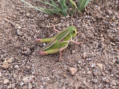 Brachystola