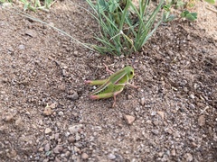 Brachystola