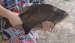 Colossoma macropomum