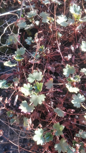Image of Saxifraga maderensis by (c) Vítor Jorge, some rights reserved (CC BY)