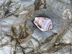 Conus coronatus