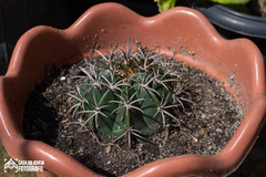 Melocactus zehntneri