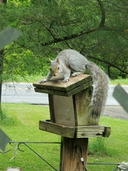 Sciurus carolinensis