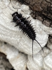 Cypherotylus californicus