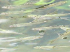 Hesperoleucus symmetricus