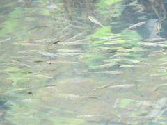 Hesperoleucus symmetricus