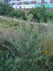 Cirsium vulgare
