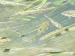 Hesperoleucus symmetricus