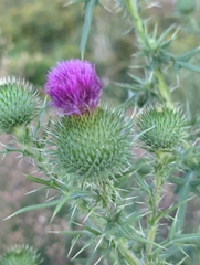 Cirsium vulgare