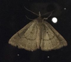 Zanclognatha marcidilinea