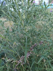 Cirsium vulgare