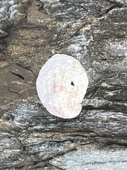 Bostrycapulus pritzkeri