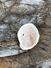 Bostrycapulus pritzkeri