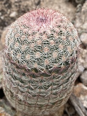 Echinocereus pectinatus rutowiorum