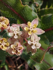 Asclepias jaliscana